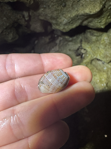 Hydatina physis observed 2026-04-26