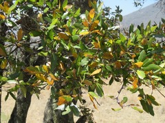 Quercus eduardii