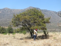 Quercus eduardii