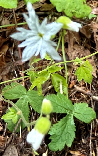 Lithophragma heterophyllum, photograph 4