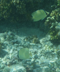 Chaetodon citrinellus