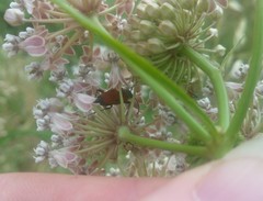 Anastrangalia laetifica