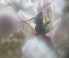 Anastrangalia laetifica