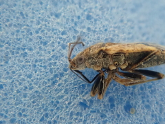 Nysius huttoni