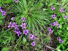 Sisyrinchium scabrum