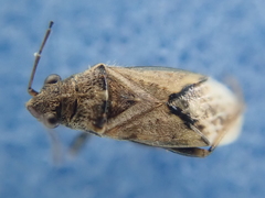 Nysius huttoni