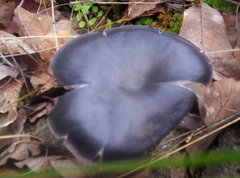 Omphalotus mexicanus