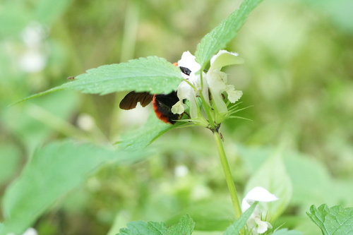 Black-sided Bumble Bee