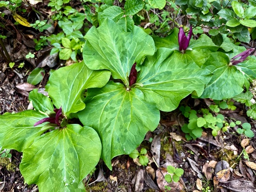 Trillium chloropetalum, photograph 6