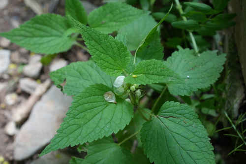 White deadnettle