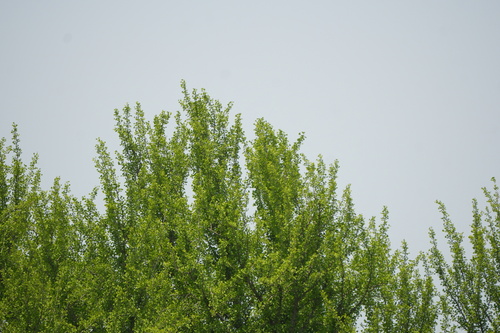 ginkgo