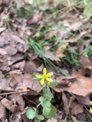 Ranunculus harveyi