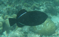 Melichthys indicus