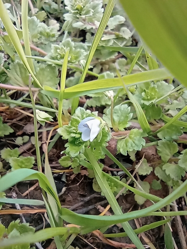 bird's-eye speedwell