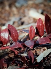 Vaccinium crassifolium