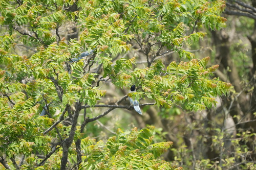 Azure-winged Magpie