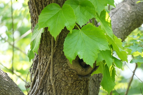 Japanese creeper