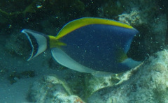 Acanthurus leucosternon