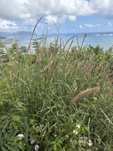 Cenchrus setosus observed 2026-04-26