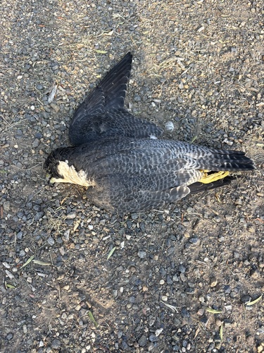 Peregrine Falcon