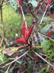Photinia × fraseri