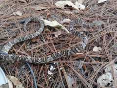 Trimorphodon quadruplex