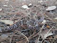 Trimorphodon quadruplex