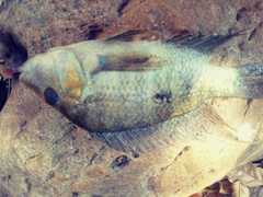 Cribroheros robertsoni