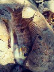 Cribroheros robertsoni