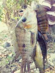 Cribroheros robertsoni