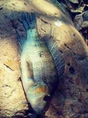 Cribroheros robertsoni