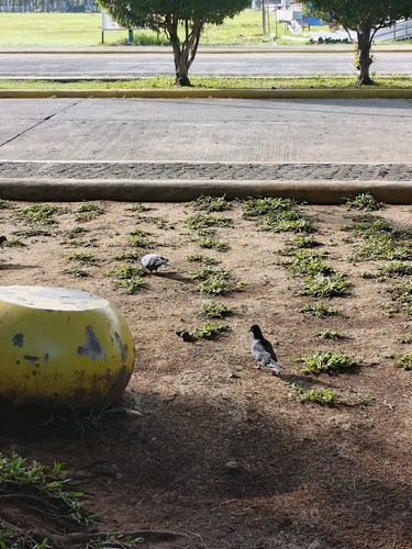 Feral Pigeon