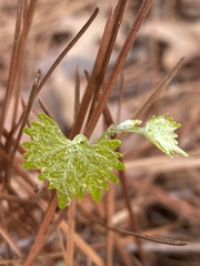 Vitis rotundifolia rotundifolia