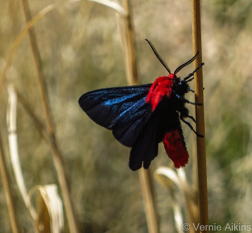 Lerina incarnata