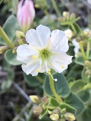 Mirabilis tenuiloba