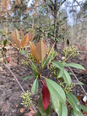 Photinia × fraseri