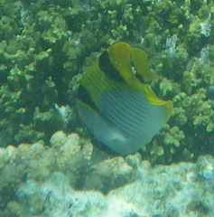 Chaetodon falcula
