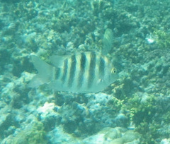 Abudefduf septemfasciatus