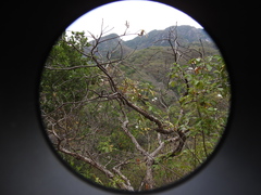 Pseudobombax palmeri