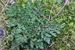 Sceptridium lunarioides