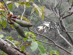 Pseudobombax palmeri