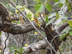 Pseudobombax palmeri