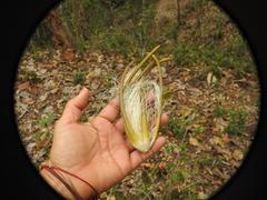 Pseudobombax palmeri