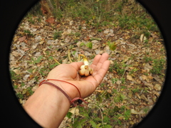 Pseudobombax palmeri