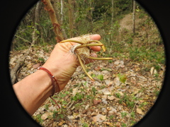 Pseudobombax palmeri