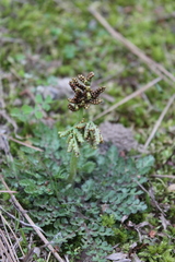 Sceptridium lunarioides