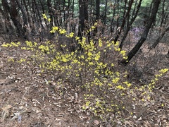 Forsythia koreana
