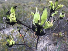 Macropidia fuliginosa