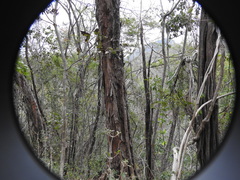 Pseudobombax palmeri