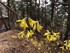 Forsythia koreana